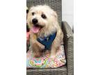 Adopt Traveler a Terrier