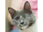 Adopt Blinky a Domestic Long Hair