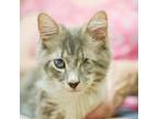 Adopt Clyde 2 a Domestic Long Hair
