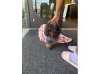 Adopt Cook a Shih Tzu, Mixed Breed