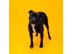 Adopt Pen-101c Maxwell a Pit Bull Terrier