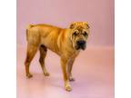 Adopt Pen 188c Max Hw + a Shar-Pei