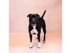 Adopt Ic-7 Jambalaya a Pit Bull Terrier