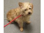 Adopt Pen 216 B Tyrone a Terrier
