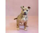Adopt Pen 141 Gelato a Pit Bull Terrier