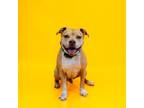 Adopt Pen 181 Scooby a Pit Bull Terrier
