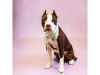 Adopt Pen 134 Oreville a Pit Bull Terrier