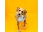 Adopt Pen-146 Marble a Labrador Retriever
