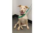 Adopt Pen 173 Dodger a Labrador Retriever