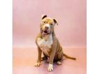 Adopt Pen 106 Zeus a Mastiff