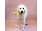 Adopt Pen 147 Griffey a Great Pyrenees