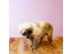 Adopt Pen 236 Nevada a Shih Tzu
