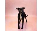 Adopt Vc 15 Nocture a Labrador Retriever, Pit Bull Terrier