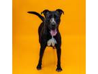 Adopt 125 Scout a Pit Bull Terrier