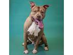 Adopt Pen 107 Caspian a Staffordshire Bull Terrier