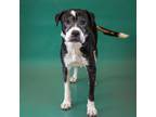 Adopt Pen 157 Ezra a Boxer, American Staffordshire Terrier