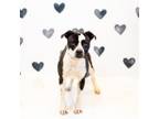 Adopt Pen 186 Teo a Pit Bull Terrier