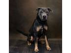 Adopt Pen 118 Tucker a Labrador Retriever, Rottweiler