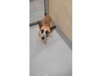 Adopt Vc- 12 a Shepherd, Australian Kelpie