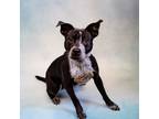 Adopt Pen 162 Happy a Australian Cattle Dog / Blue Heeler