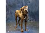 Adopt Pen 103 Lupin a Cane Corso