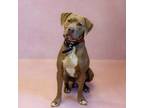 Adopt Ic16 Harley a Pit Bull Terrier