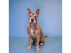 Adopt Pen 124 Rio a Pit Bull Terrier