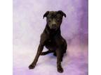 Adopt Pen 104 Midnight a Pit Bull Terrier