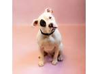 Adopt Pen 183 Petey a Pit Bull Terrier