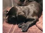 Adopt Er a Labrador Retriever, Irish Setter