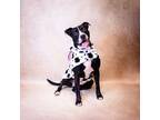 Adopt In Foster Luc a Pit Bull Terrier