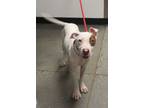 Adopt Ic-8 Rufus a Pit Bull Terrier