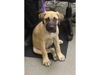 Adopt Vc-6 Roman a Mastiff