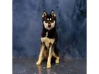 Adopt 148c Sanji a Siberian Husky