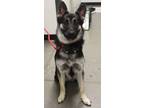 Adopt Pen 151 Sparky a German Shepherd Dog