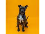 Adopt 190 Mack a Pit Bull Terrier