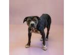 Adopt Vc 2 Valen a Pit Bull Terrier