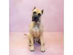 Adopt Pen 116c Roscoe Hw + a Mastiff