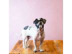 Adopt Pen 217 'King' a Shih Tzu