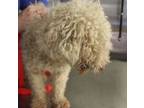 Adopt Pen 217 B Terence a Standard Poodle