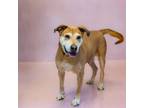 Adopt Ic-4 Howlett a Labrador Retriever