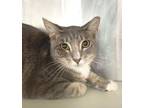 Adopt Robert a Tabby, Domestic Short Hair