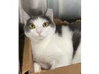 Adopt Boiled a Domestic Short Hair