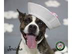 Adopt 24-08-2618 Jericho a Pit Bull Terrier