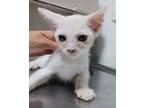 Adopt 24-08-2621e Jesse a Domestic Short Hair