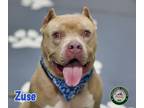 Adopt 24-08-2630 Zuse a Pit Bull Terrier