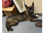 Adopt 24-08-2634 Major a Belgian Shepherd / Malinois