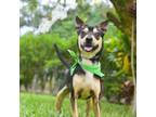 Adopt Marcel a Mixed Breed