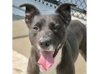 Adopt Massimo a Pit Bull Terrier