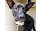 Adopt Rocky a Akita